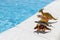 Four small toy dinosaurs stand in row near swimming pool on bright sunny day, copy space. Concept of summer vacation, childhood,