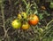 Four small unripe green and red tomatoes hanging on vine in garden