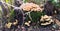 four small, yellowish mushroom colonies on a mossy tree stump in a forest in autumn