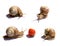 Four snails