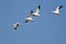 Four Snow Geese Flying in a Blue Sky