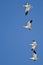 Four Snow Geese Flying in a Blue Sky