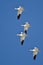 Four Snow Geese Flying in a Blue Sky