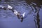Four Snow Geese Swimming