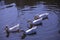 Four Snow Geese Swimming