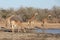 Four Southern Giraffe at a waterhole, South Africa