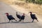 Four southern ground hornbills on a road in the  Kruger National Park in South Africa