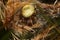 Four-spot orb-weaver Araneus quadratus