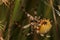 Four-spot orb-weaver Araneus quadratus