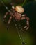 The four-spot orb-weaver, Araneus quadratus