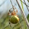 Four spot orb weaver (Araneus quadratus)