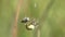 Four Spot Orb-Weaver /Araneus quadratus/ spider attacks the fly
