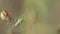 Four Spot Orb-Weaver /Araneus quadratus/ spider attacks a grasshopper, slow motion