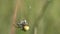 Four Spot Orb-Weaver /Araneus quadratus/ spider bites and swaddles a fly