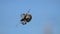 Four spot orb-weaver /araneus quadratus/ spider cleans its web of garbage