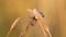 Four Spot Orb-Weaver /Araneus quadratus/ spider tortures the Marsh Crane Fly in its nest