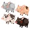 Four spotted cartoon pigs different colors