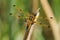 Four-spotted Chaser Dragonfly