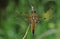 Four-spotted Chaser Dragonfly