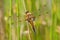 Four Spotted Chaser dragonfly