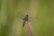 Four-spotted Chaser (Libellula quadrimaculata). Dragonfly basking in the sun on a plant stem. Macro photo, close-up