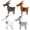 Four spotted goats, grey, white, brown and black