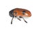 Four-spotted leaf beetle