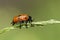 A Four Spotted Leaf Beetle, Clytra quadripunctata, on grass seeds in a woodland clearing.