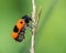 A four-spotted leaf beetle on a dry straw