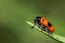 A four-spotted leaf beetle on a green leaf