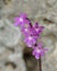 Four-spotted Orchis, Crete