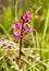 Four spotted orchis orchis quadripunctata