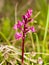 Four spotted orchis orchis quadripunctata