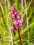 Four spotted orchis orchis quadripunctata