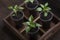 Four sprouts of bell pepper in paper pots on wooden background