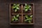 Four sprouts of bell pepper in paper pots on wooden background