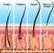 Four stages of the hair growth cycle