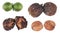 The four stages of maturation of walnut