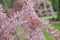 Four-stamen Tamarix tetrandra, close-up flowering rames