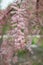 Four-stamen Tamarix tetrandra, flowering in a pink haze