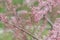 Four-stamen Tamarix tetrandra, flowering rames
