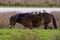 Four starlings stand on a chestnut brown horse back. Wild horses in nature