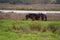 Four starlings stand on a chestnut brown horse back. Wild horses in nature, grass and lake