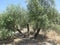 Four stemmed Olive Tree