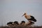 Four storks eating, one vigilant adult, profiled and possibly the mother, lerida