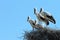 Four storks in the nest