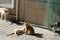 Four stray cats playing on a shabby street