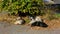 Four stray dogs lie on a sidewalk tile on a Sunny autumn day. Concept of homeless animals