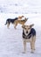 Four stray dogs looking for food, segmenler park in winter, Ankara