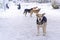 Four stray dogs in winter and human take photos in background. Concept of everybody loves to have snow picture